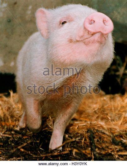 Piglet Stock Photos And Piglet Stock Images Page 7 Alamy Stock