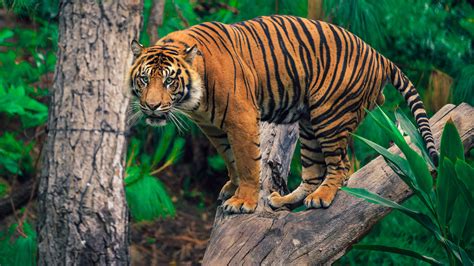 Ultra high definition, or uhd for short, is the next step up from what's called full hd, the official name for the display resolution of 1,920 by 1,080. Tiger In The Trees 4k Ultra Hd Wallpaper For Desktop ...