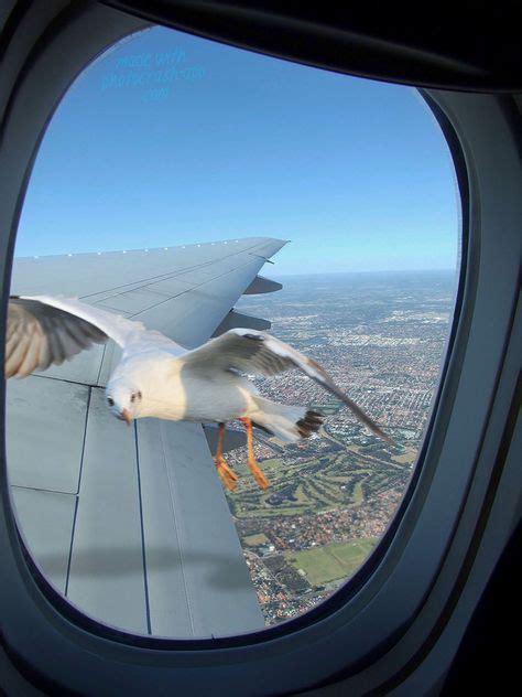 The seagull stranded with her on the rock in the shallows stealthily stole every scene he appeared in. Sea Gull In Plane Window _ You might be wondering if your ...