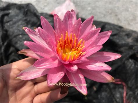 บัวฝรั่งพิ้งดอน Pink Donw Hardy Waterlily Hobby Lotus