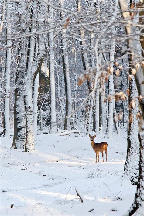 Roe Deer In Snowy Woods Getty Images Winterlandschaft Hirsch