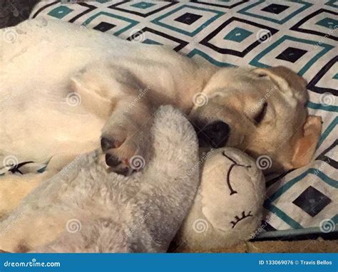 Labrador Puppy Asleep While Cuddling Toy Stock Photo Image Of