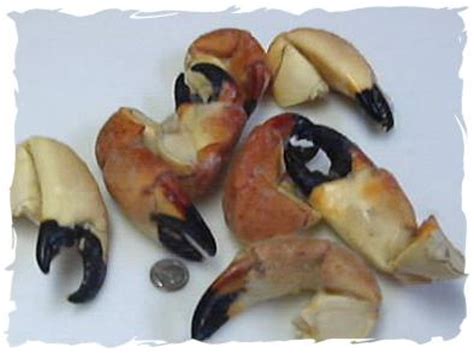 How to cook crab claws. FROZEN STONE CRAB CLAWS