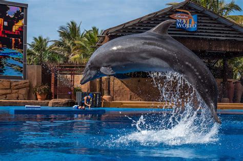 A Handy Guide To Ushaka Marine World In South Africa