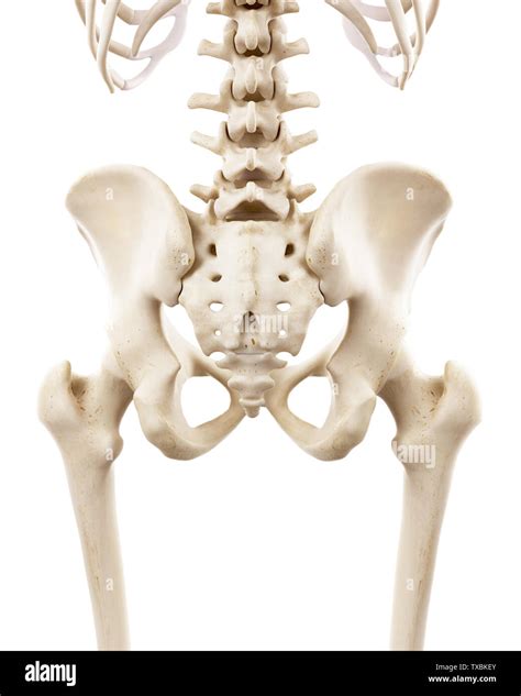 3d Rendered Medically Accurate Illustration Of The Human Skeletal Hip