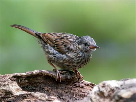 Dunnock Nesting A Complete Guide Birdfact