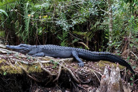 Alligator Corkscrew Swamp Sanctuary