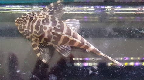 L134 Leopard Frog Pleco Pair Wes Freshwater Youtube