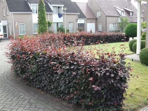 Purple Beech Hedge Plants Fagus Sylvatica Purpurea Hopes Grove