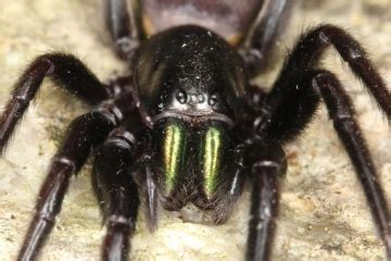 The false widow spiders that have been blamed for a spate of bites in the uk are steatoda nobilis you are unlikely to encounter the false widow spider if you live in the north of the country, with the furthest 3 how can i identify one? Spider Recording Scheme