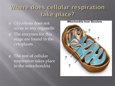 The 3 phases of cellular respiration are glycolysis (fermentation), krebs cycle, and electron transport. In Which Organelle Does Cellular Respiration Occur ...