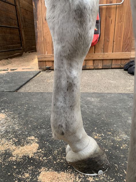 Horse Swollen Leg Possible Injury The Horse Forum