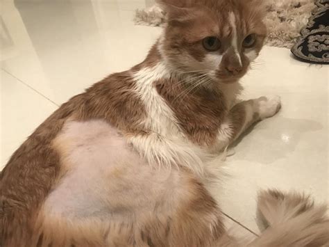 Hi My 6yr Old Cat Has Been Experiencing Hair Loss On Her Hind Leg It