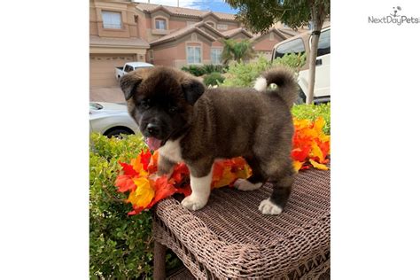 Puppy town is a small family owned pet shop located in las vegas, nevada. Akita puppy for sale near Las Vegas, Nevada. | 9d62e5ae-5211