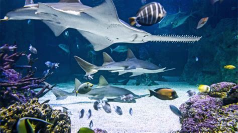 Sydney Aquarium Sydney Book Tickets And Tours Getyourguide