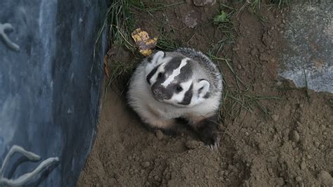 Uki The Badger Digging Her New Home Youtube