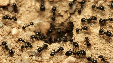 Essen im haus gut verschließen. Schädlinge in Haus & Garten: Lästige Nützlinge: Ameisen ...