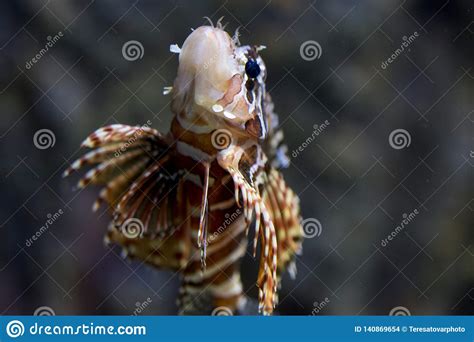 Lionfish Tropical Fish Stock Photo Image Of Scorpaenidae 140869654