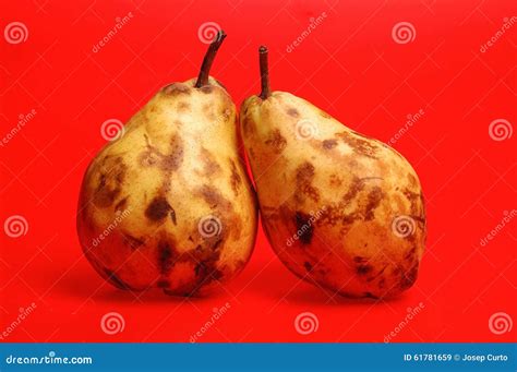 Fruitstwo Pears On A Red Background Stock Image Image Of Fruits