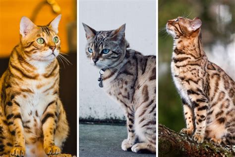 9 Bengal Cat Colors And Patterns That Cuddly Cat