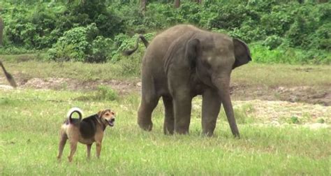 Watch This Dog And Elephant Play Together And Know That Friendship Is