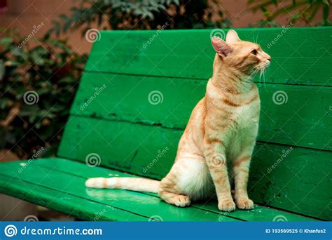 Red Domestic Cat With Green Eyessitting On A Green Wooden Bench Stock