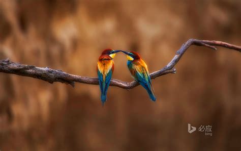 两只小鸟在树枝上休息 © Alfredo Piedrafitaroomgetty Images Bing Wallpapers