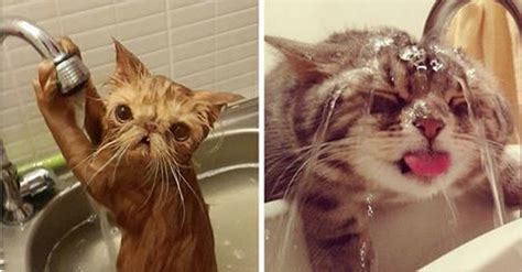 14 Crazy Cats Who Actually Like Water