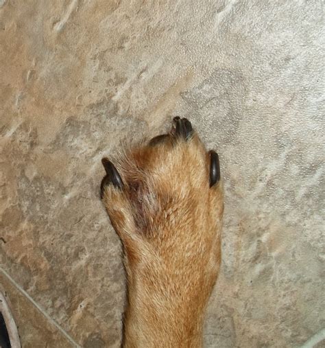 Paw pad hyperkeratosis is an example. "Go and sell what you have.": CAUTION! GRAPHIC PICTURE ...
