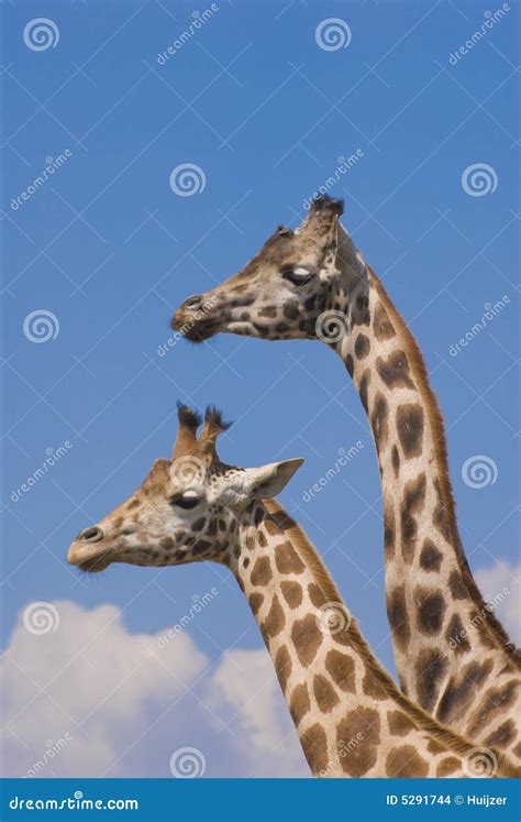 Two Rothschild Giraffes Stock Photo Image Of Toed Spotted 5291744