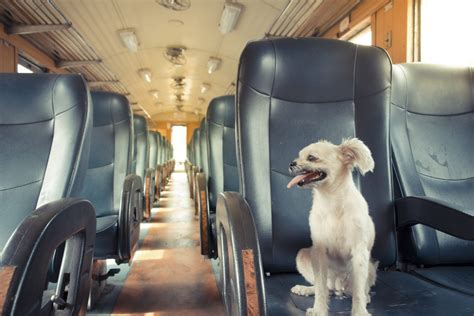 Can We Carry Pets In Train Pets Retro