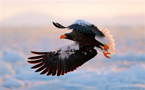 Soaring Into Symbolic Eagle Meaning On Whats Your Sign
