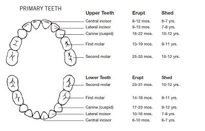 You have the option to change the appearance of the charts by varying the time scale, chart type, zooming in to different sections and. 20+ Free Printable Dental Chart Forms & Templates (PDF ...