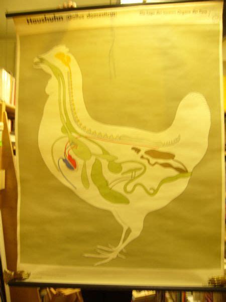 Damit befällt diese krankheit die inneren organe wie leber, lunge oder bauchspeicheldrüse. Haushuhn. Gallus Domesticus.Die Lage Der Inneren Organe ...
