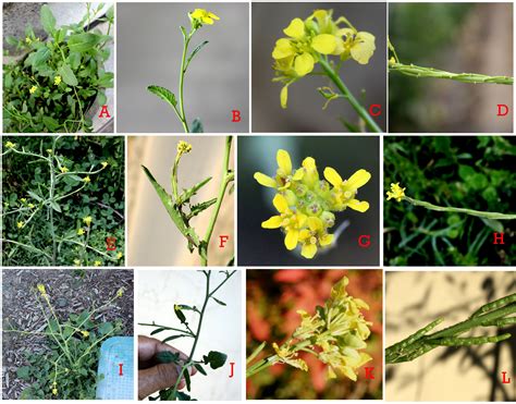 Brassica Nigra Eflora Of India
