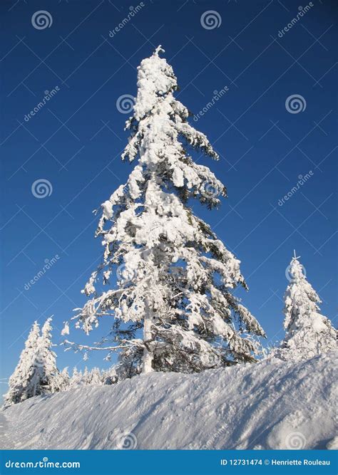 Snow Covered Evergreen Trees Stock Photo Image Of Purity Evergreen