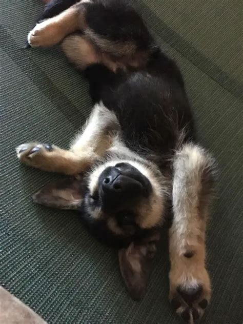 60 Hilarious Pictures That Prove German Shepherds Can Sleep Absolutely Anywhere The Paws