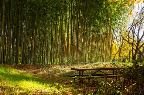 Bamboo Forest Wallpapers High Quality Download Free