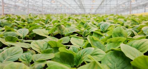 Where to buy cheap flowers to plant. Wholesale Garden & Flower Supply | Wagners Greenhouses