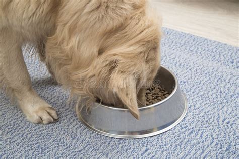 Dog Golden Retriever Eating Dry Food From An Iron Bowl Stock Photo
