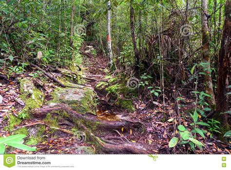 Trail In The Rainforest At Bako National Park Stock Photo Image Of