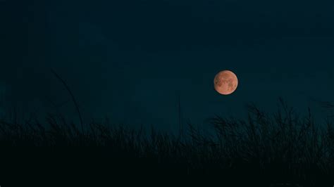 Wallpaper Night Moon Grass Dark Landscape Hd Picture Image