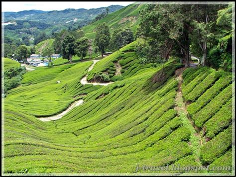 Established by j.a.russel, the plantation has three gardens around the cool hilly. My Trips: The Sungai Palas BOH Tea Plantation, Cameron ...