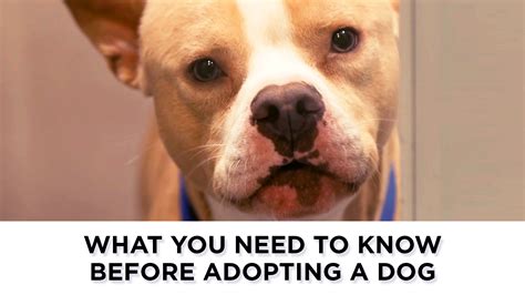 What You Need To Know Before Adopting A Dog