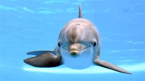 35 Year Old Brookfield Zoo Dolphin Dies Unexpectedly Chicago News Wttw