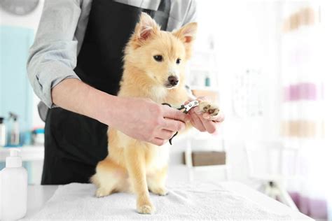 Sign up for our newsletter to learn about upcoming specials, courses, webinars, and more. How to Help Your Dog Overcome A Fear of Nail Trims | The APC