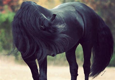 Negro Azabache Most Beautiful Horses All The Pretty Horses Horse Love