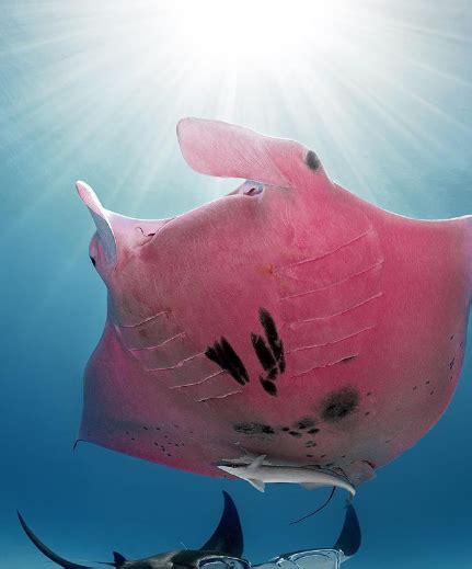 The Only Known 11 Foot Pink Manta Ray In The World Was Spotted For A