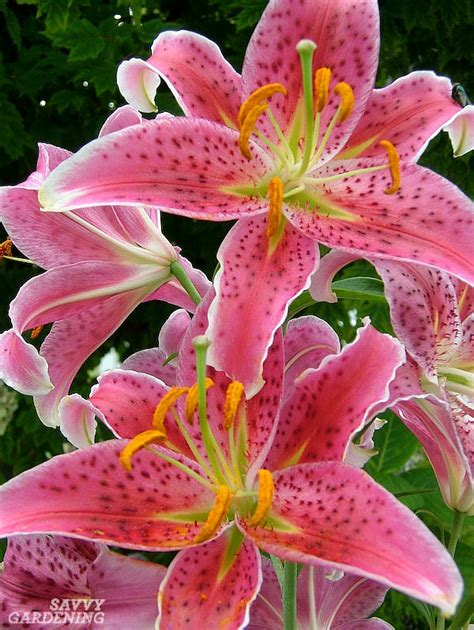 Types Of Lilies 8 Beautiful Cold Hardy Choices For The Garden