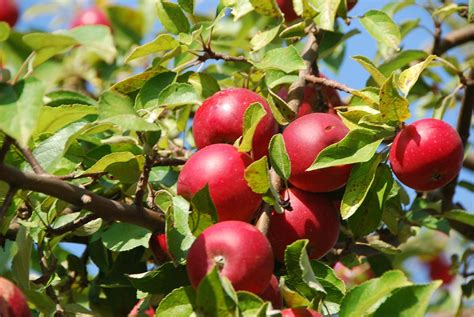 Free Photo Apple Tree Apple Orchard Free Image On Pixabay 380196